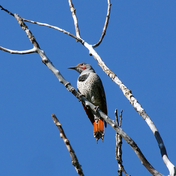 Northern Flicker perched high in a tree in Bozeman, Montana.