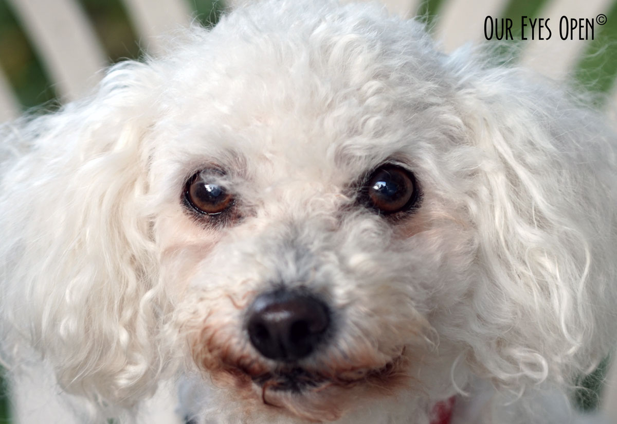 Our 13 1/2 year old Bichon Frise. Her name is Heaven!
