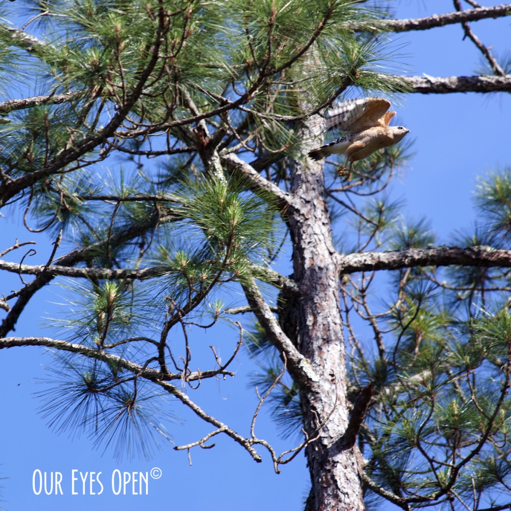 Red-shouldered Hawk taking flight from a pine tree at St. Marks Wildlife Refuge.