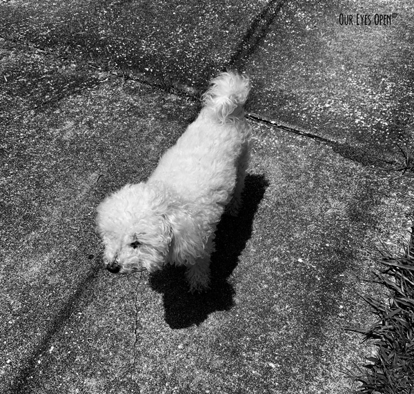 Heaven is our white Bichon Frise.  She was out for a potty break and I captured her shadow.