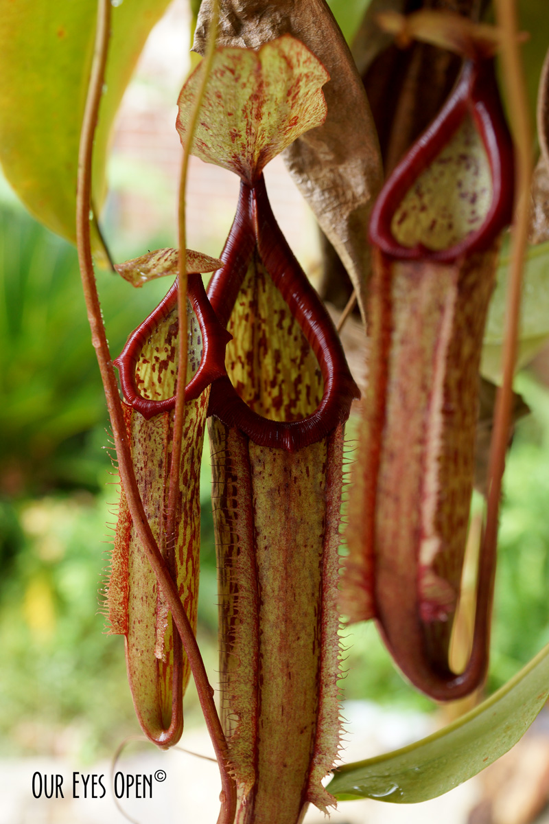 Pitcher Plant is a carnivorous plant eating crawling & flying insects.