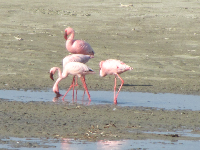 Aletta's Lesser Flamingos