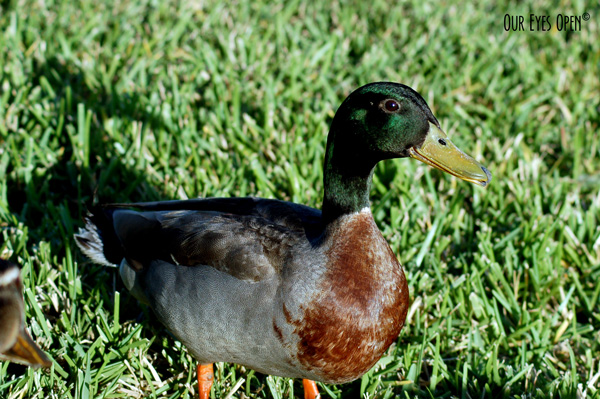 Mallard Duck