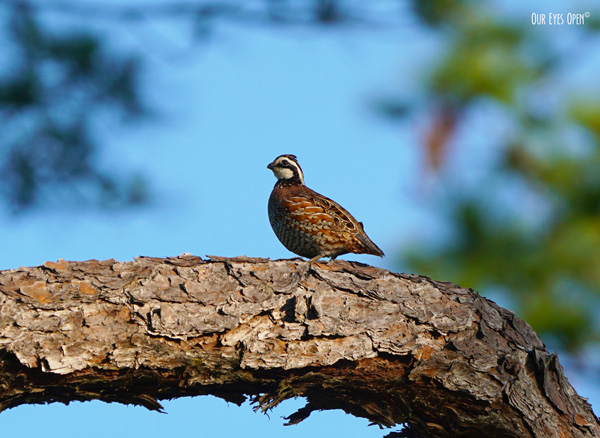 Northern Bobwhite perched in a pine tree at the entrance of Okefenokee Wildlife Management in Georgia.