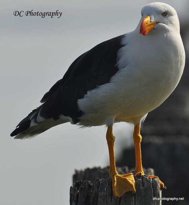 Woolly's Pacific Gull