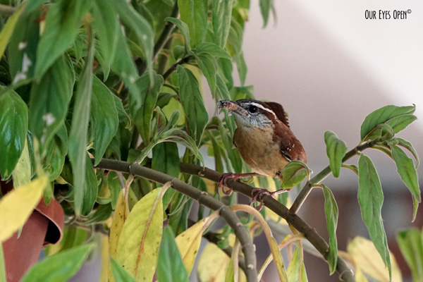 Carolina Wren with an insect in its beak to feed 3 hungry chicks.