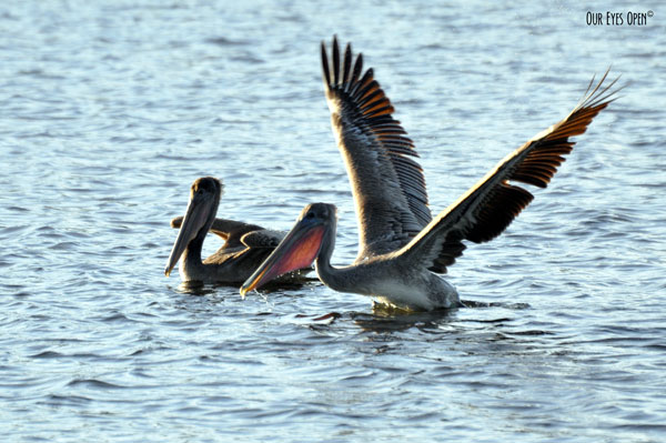Brown Pelican juveniles learning how to fish by trying to plunge dive.