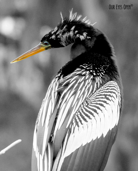 Anhinga posing for the camera. Photo is black and white leaving the eye and beak in color for nice contrast.